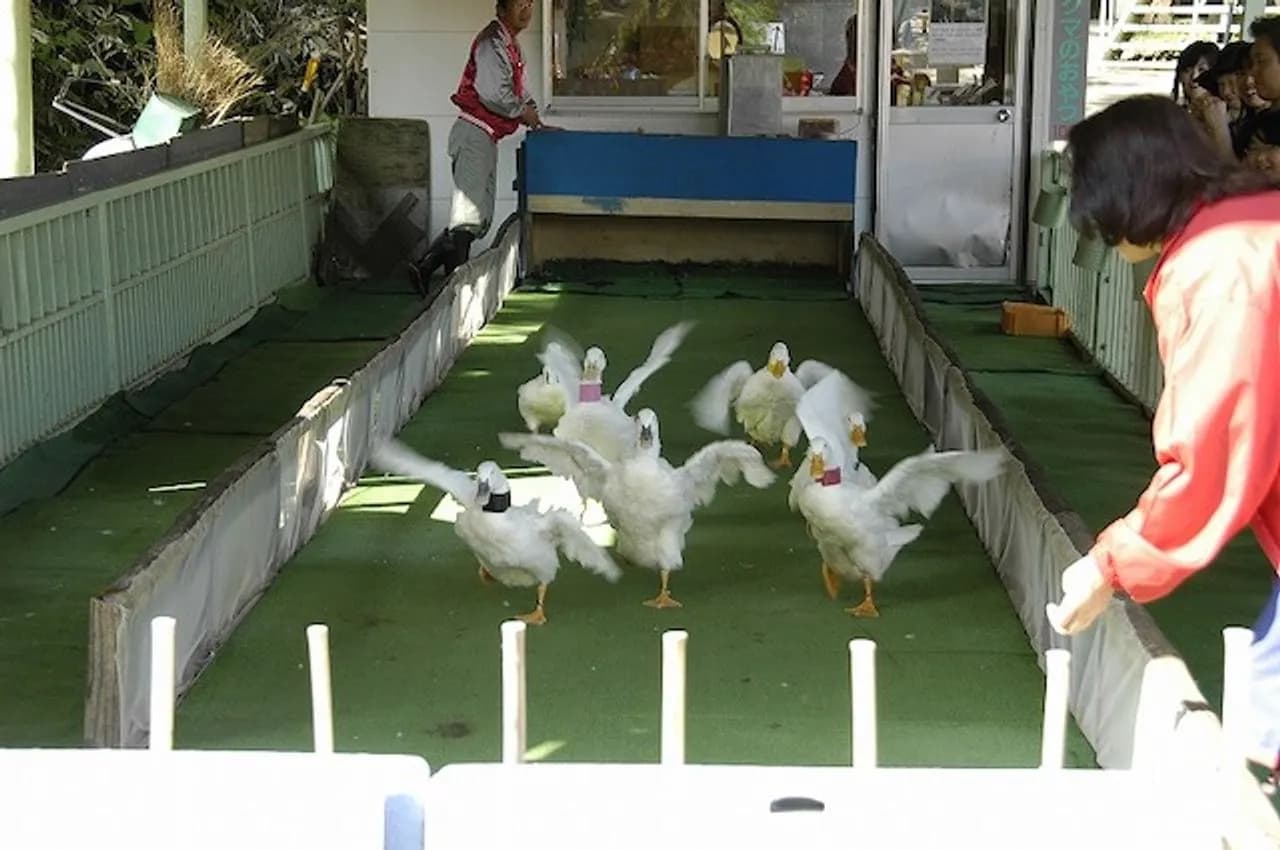 Noboribetsu Duck Race