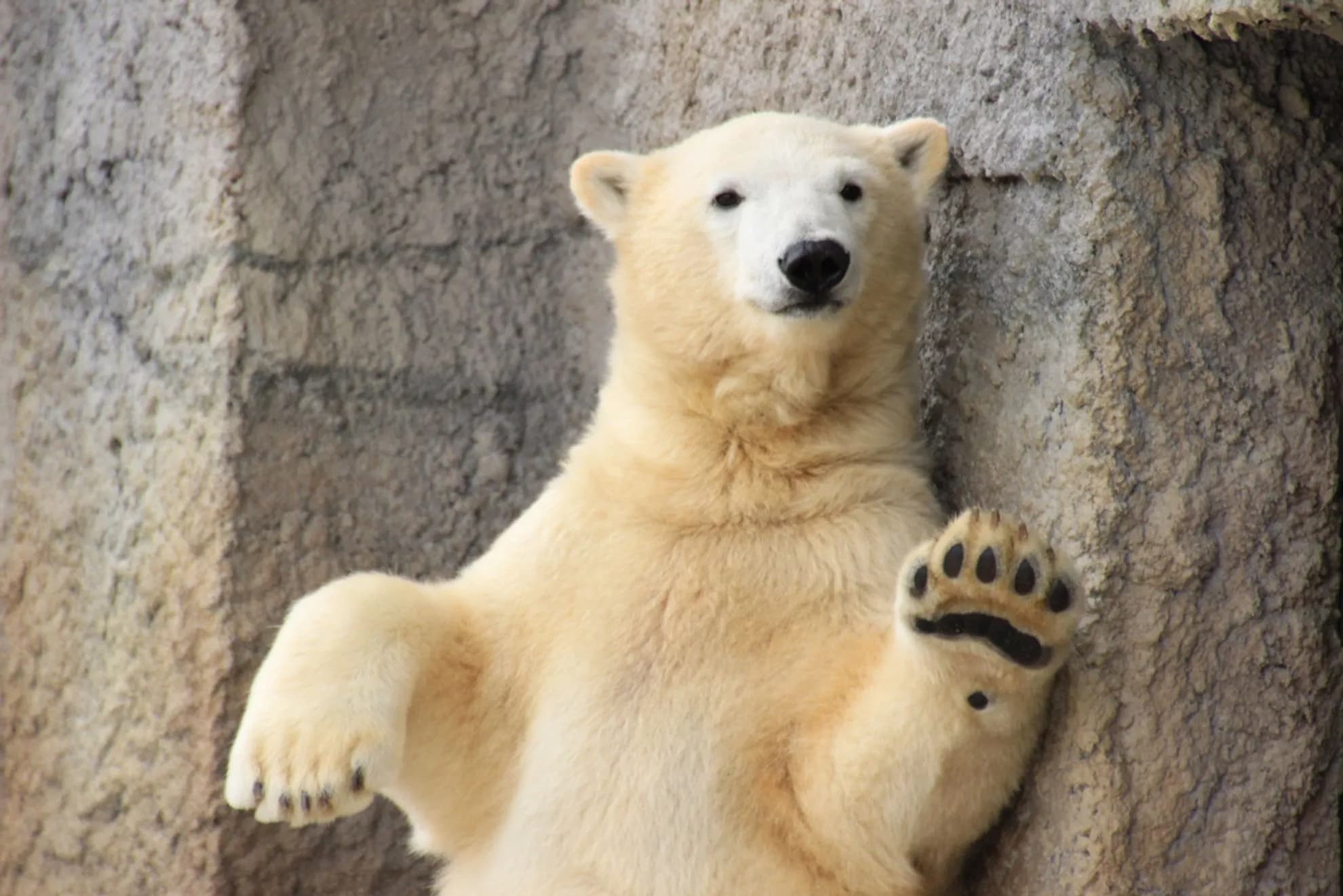 Sapporo Maruyama Zoo