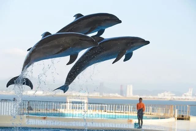 Marine World Uminonakamichi