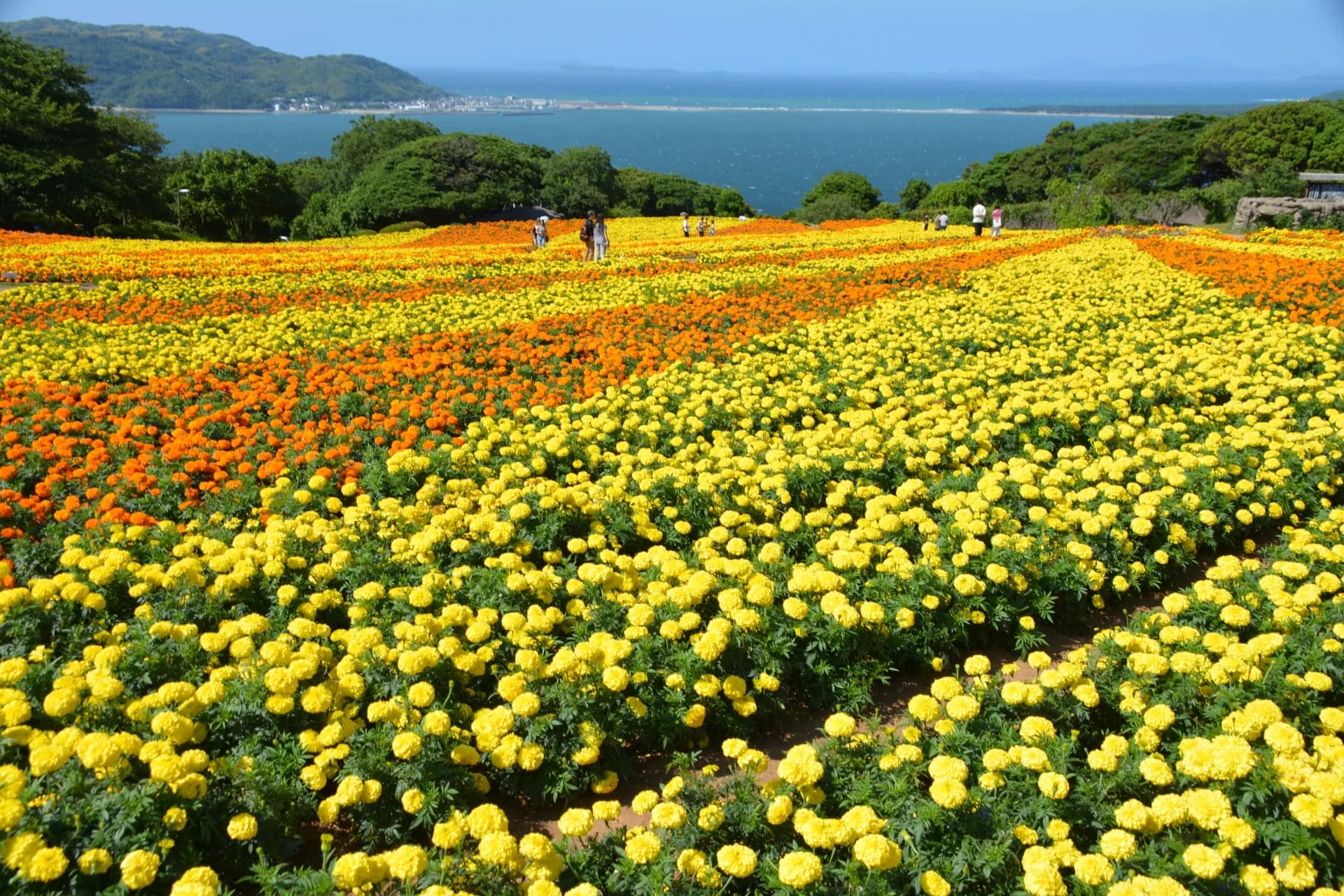 Nokonoshima Island Park