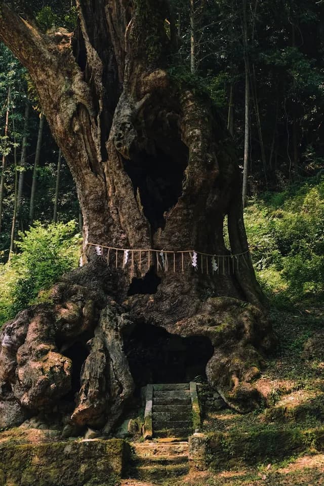 Takeo Totoro tree