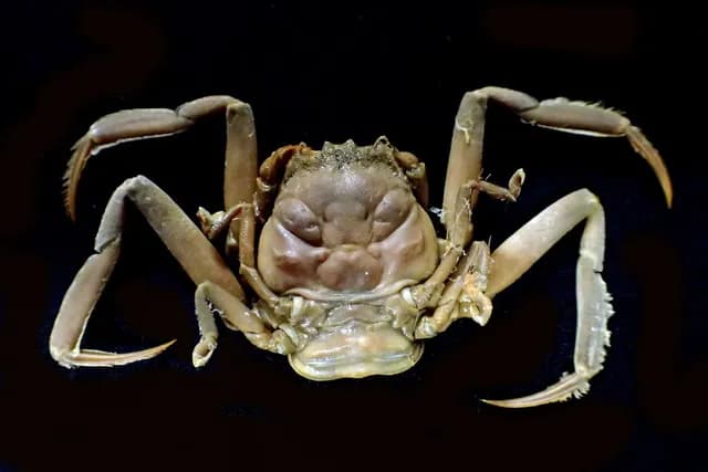 Battle of Dan-no-ura