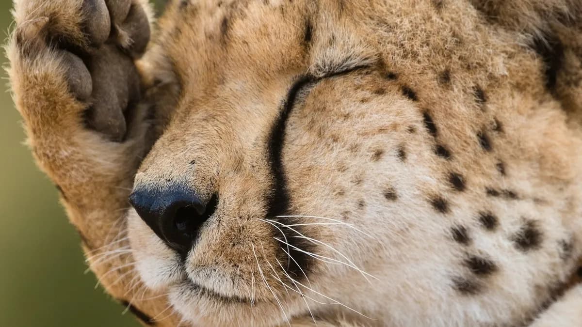 African Safari & Harmonyland