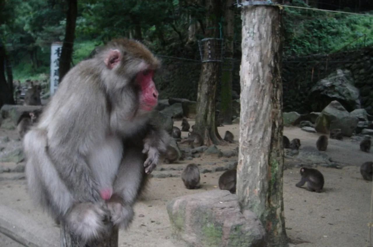 Takasakiyama Monkey Park