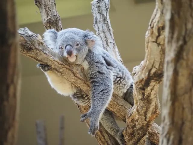 Higashiyama Zoo and Botanical Gardens