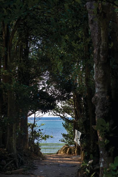 Bise Fukugi Tree Road