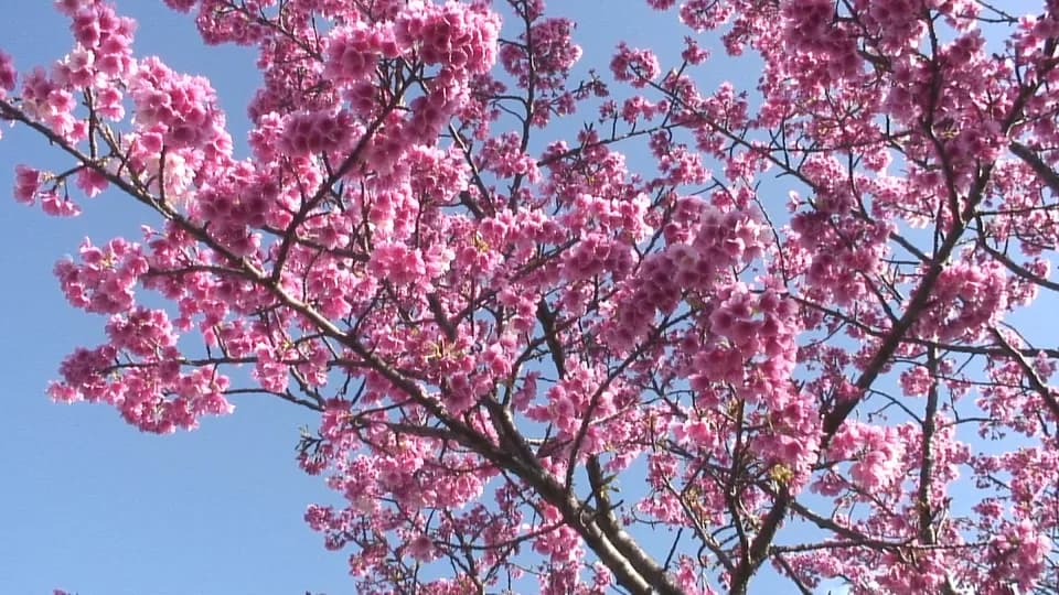 Cherry blossoms at Nakijin Castle Ruins