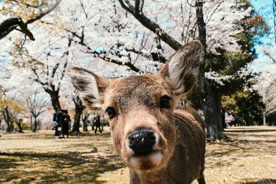 Nara Deer Park