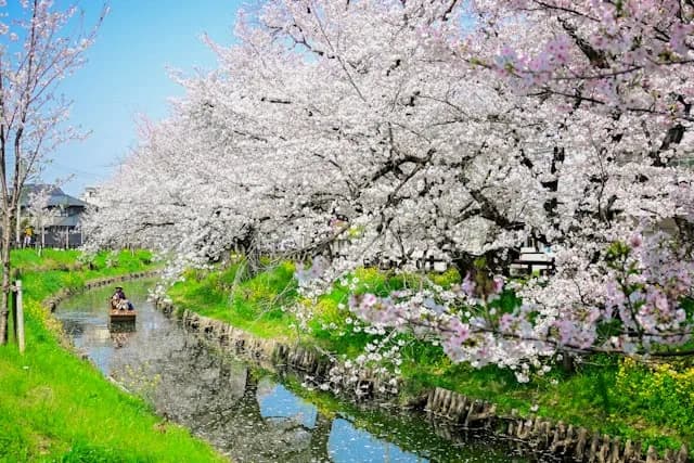 Kawagoe cherry blossoms
