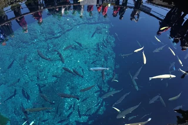 Oshino Hakkai Nakaike