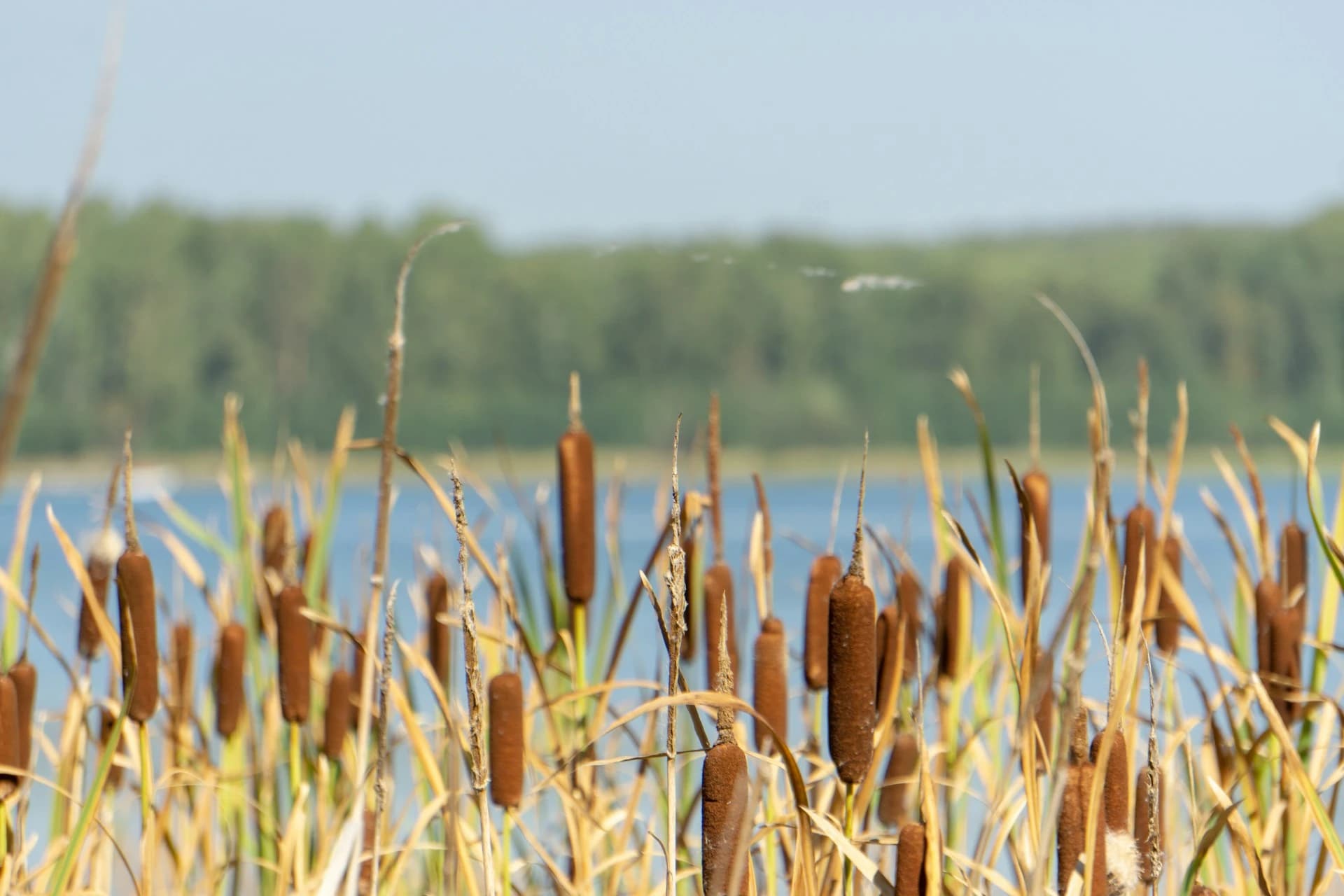 Cattail