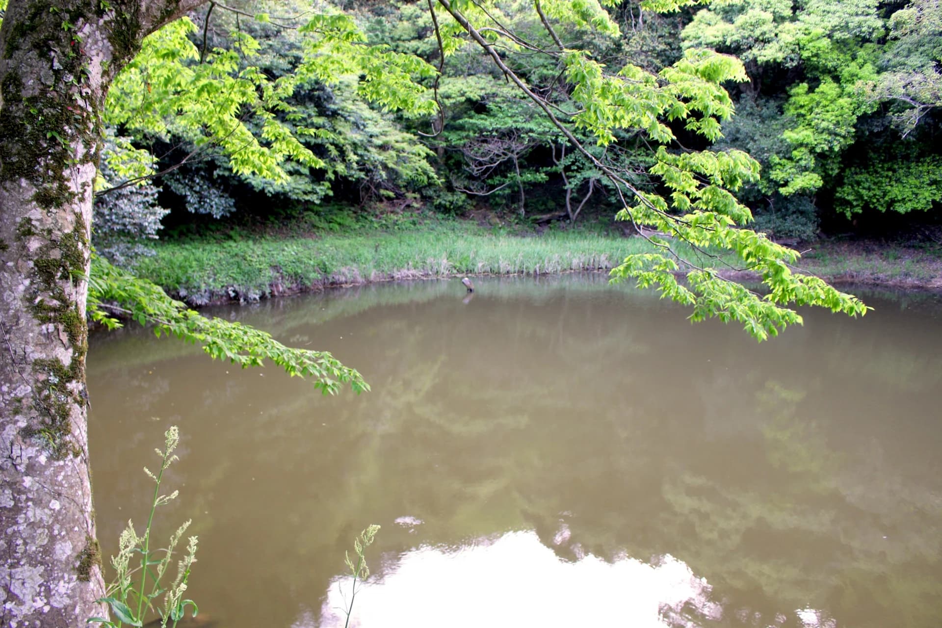 Mitarashi Pond