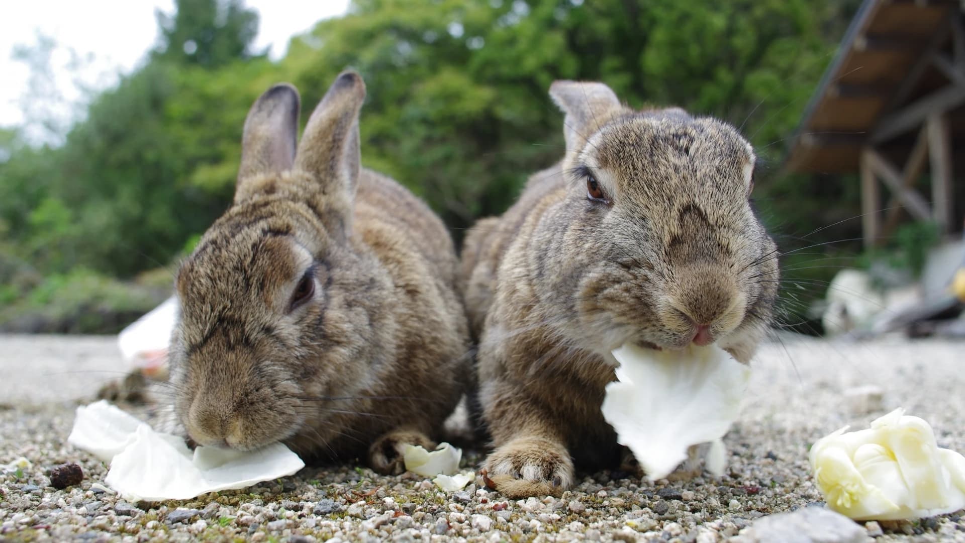 Takehara & Okunoshima Travel Guide